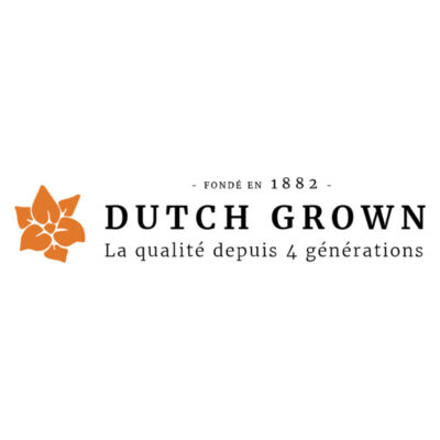 Dutch Grown